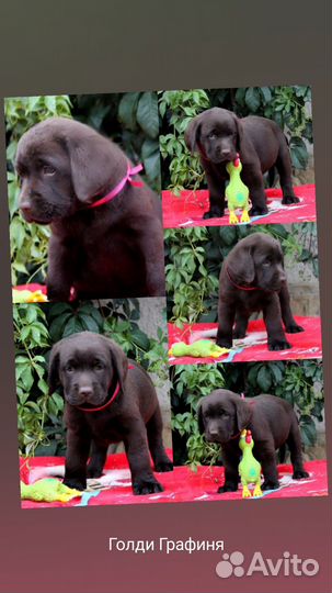 Щенки лабрадора шоколадные