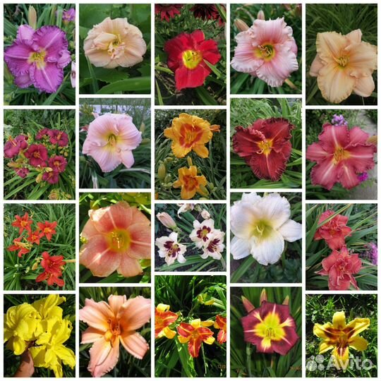 Лилейник Дестин Ту Си