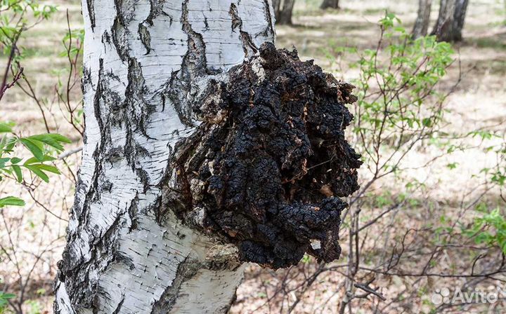 Чага сухая 1 кг (кусковая)