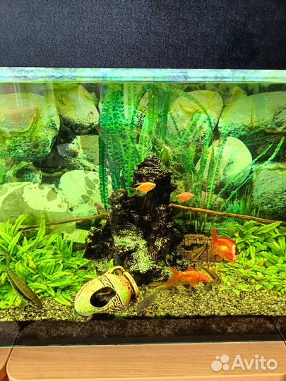 Аквариум