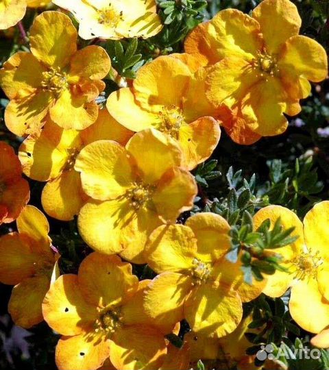 Сирень, Лапчатка, Морозник, Шалфей, Эхинацея