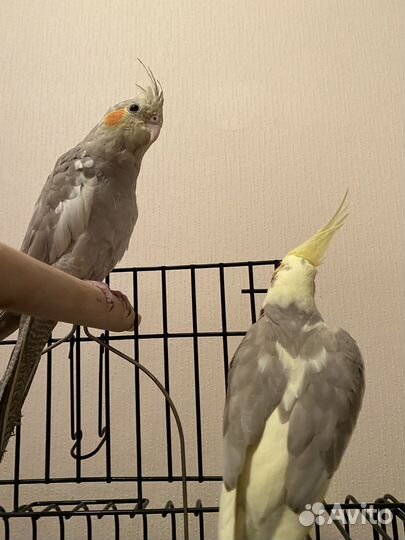 Попугай корелла с клеткой