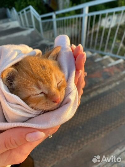 Котенок в хорошие руки