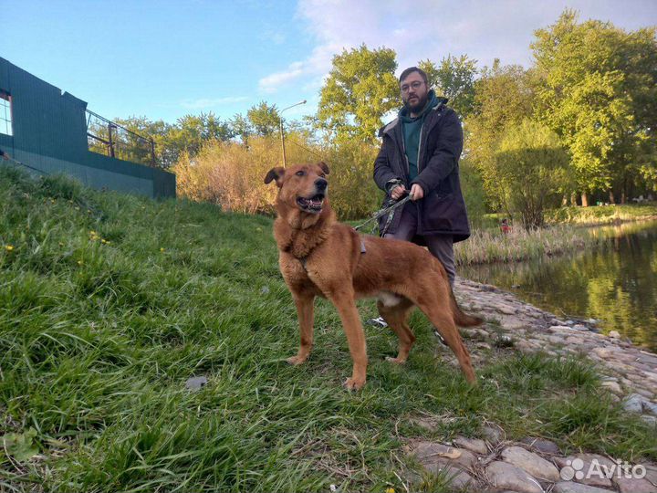 Собака в добрые руки. Мёд