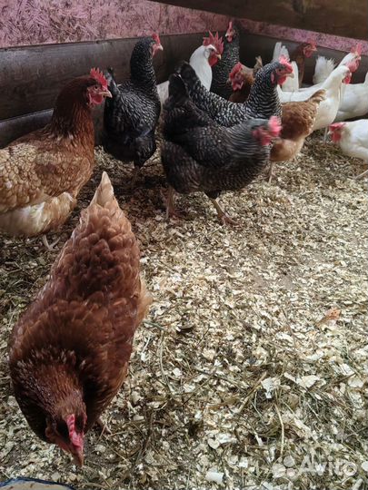 Домашние куриные яйца