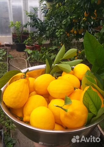 Саженцы лимона мейера