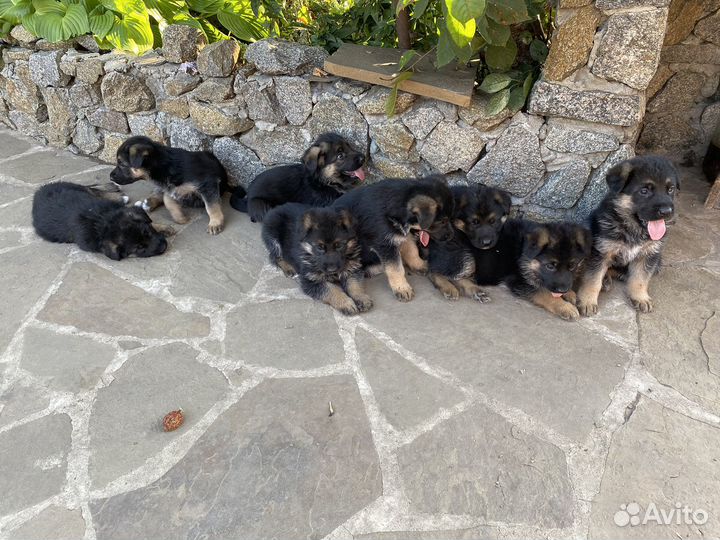Щенки немецкой овчарки