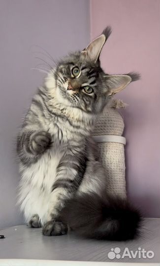 Мейн Кун девочка