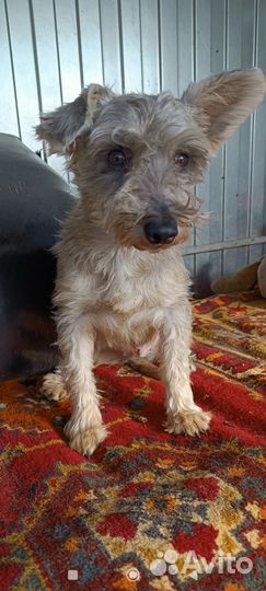 Собака, в добрые руки