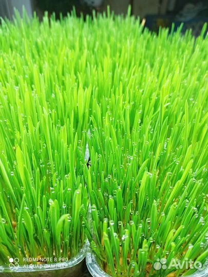 Трава для животных