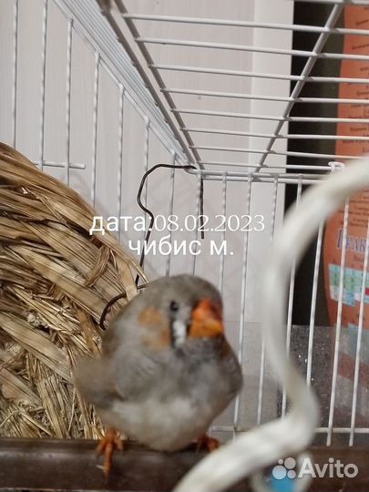 Зебровые амадины