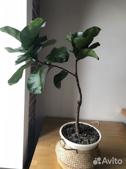 Фикус лирата