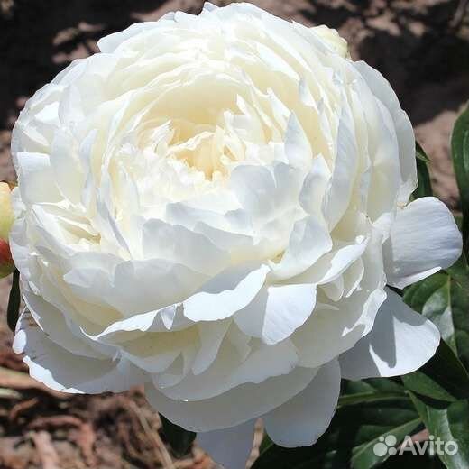 Пионы сортовые саженцы