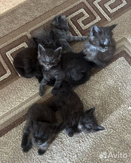 Котята мейн-кун