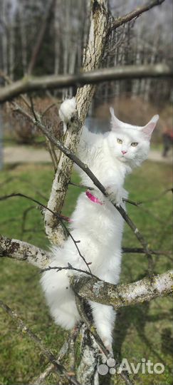 Вязка кошки мейн-кун