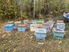 Пчелосемьи с ульями и медом объявление продам