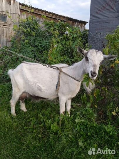 Коза дойная