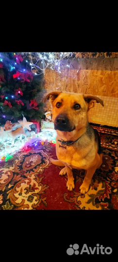 Собака Айкуся ищет дом