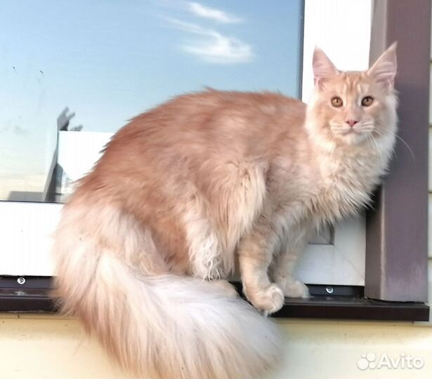 Котята мейн-кун