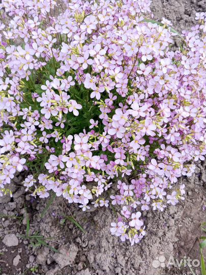 Арабис трёх видов садовый