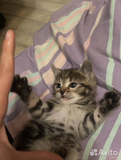 Котенок в добрые руки