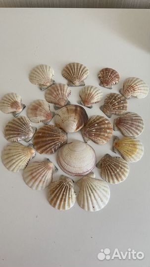 Морские ракушки