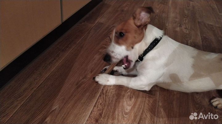 Передержка животных