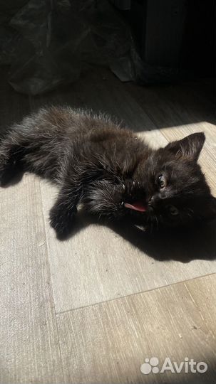 Сибирские котята