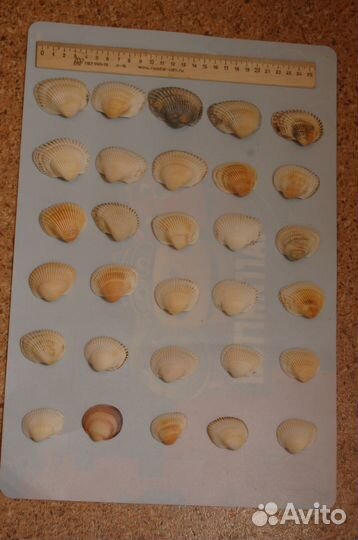 Морские ракушки и разноцветные камни