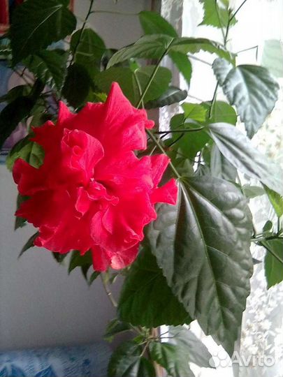 Гибискус (китайская роза)