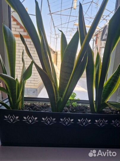 Сансевиерия трехполосная