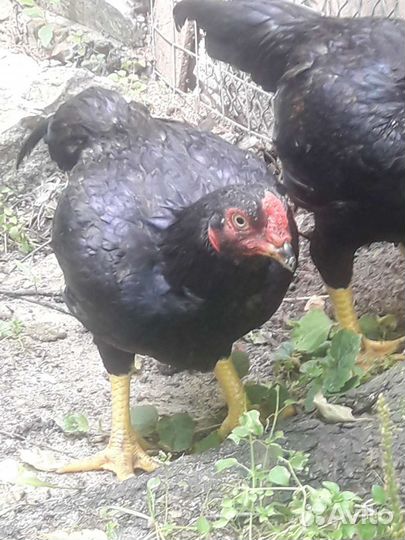 Инкубационное яйцо