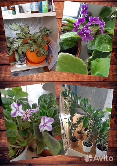 Комнатные цветы