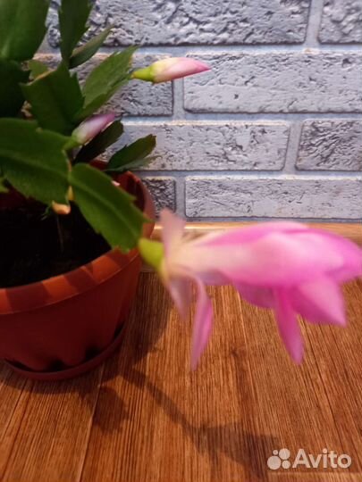 Декабрист шлюмбергера розовый