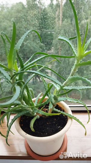 Алоэ лечебный