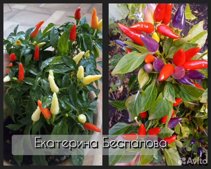 Коллекционный сортовой перец