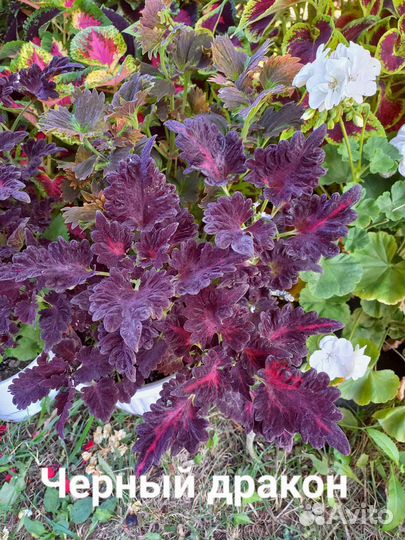 Колеус срезом