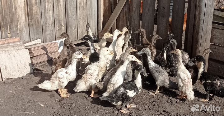 Индийские бегунята