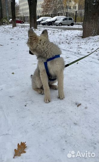 В самые добрые руки