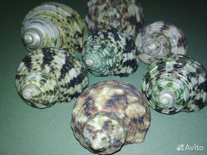 Набор морских ракушек