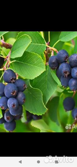 Ирга, Жасмин, Калина слива сортов12км мельн.падь