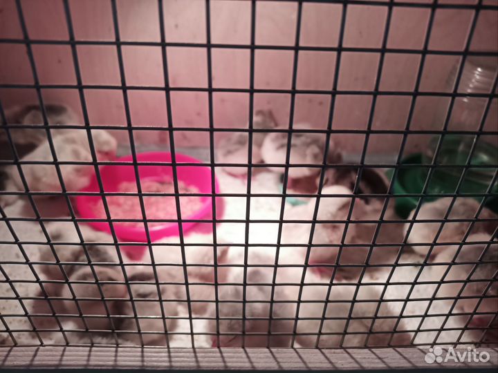 Проведу инкубацию