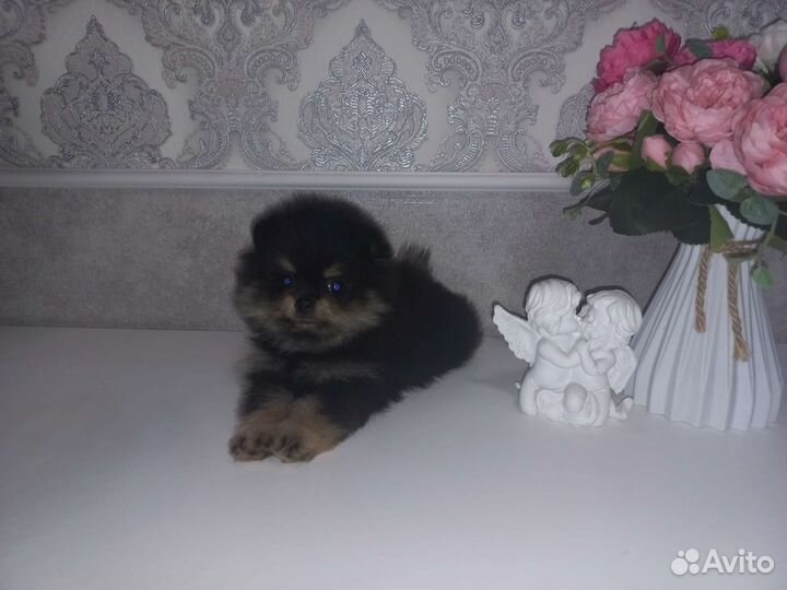 Померанский шпиц