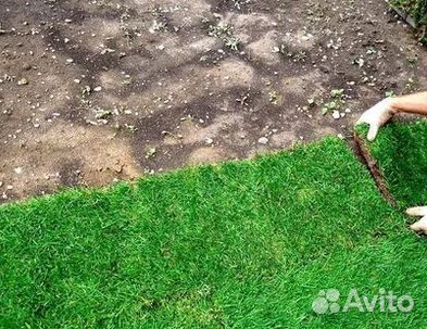 Продажа Рулонного газона