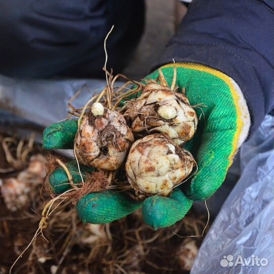 Лилия Сатисфекшн (цена за 2 луковицы)