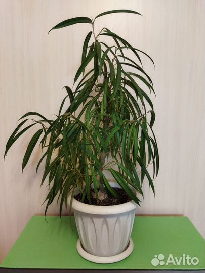 Комнатные растения