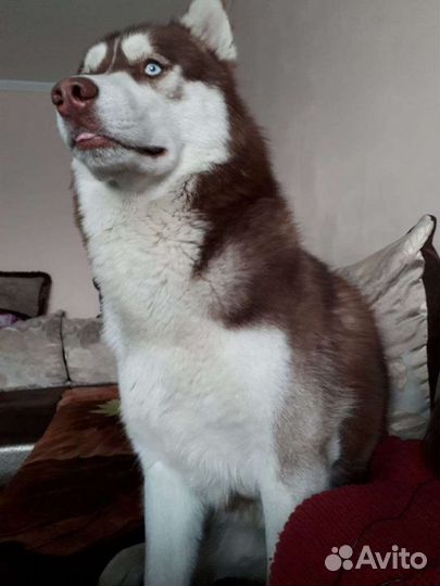 Хаски вязка