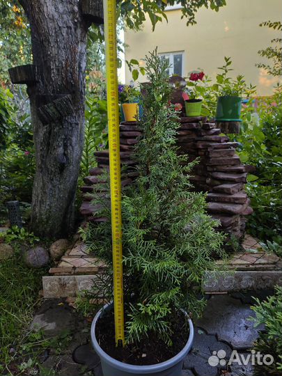 Туя смарагд