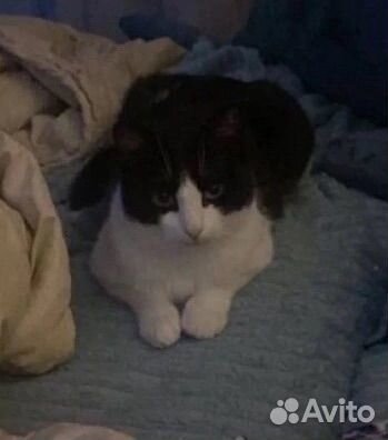 Кошка в дар бесплатно