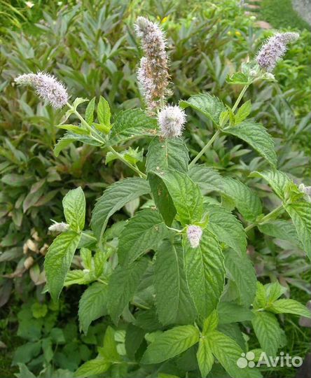 Душистая мята